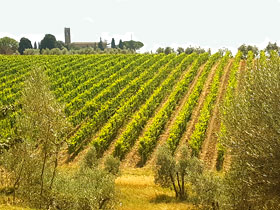 Food and wine tours in Tuscany